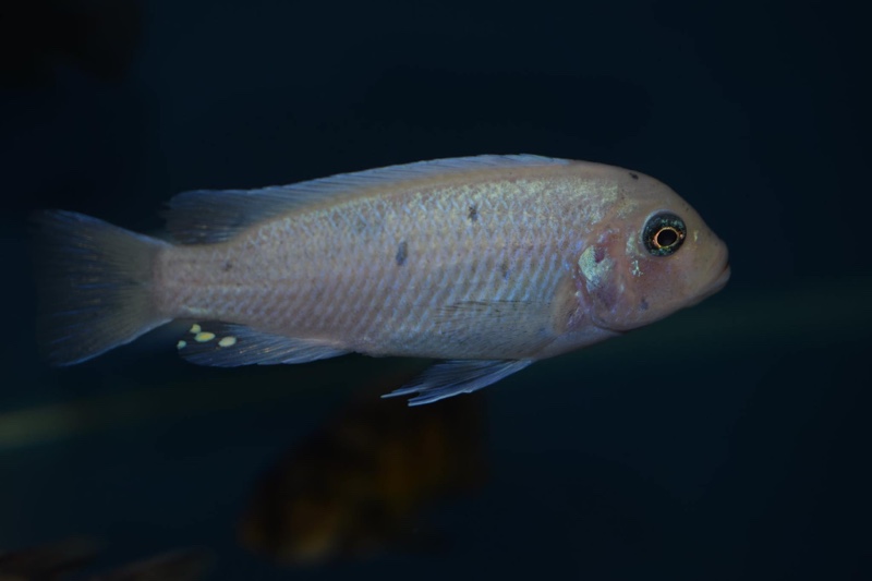 Maylandia callainos 'Nakantenga Reef'